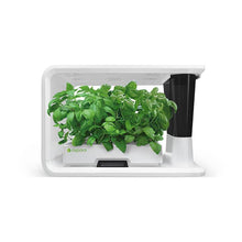 Load image into Gallery viewer, AS9013 Sweet Basil (8 Capsules)